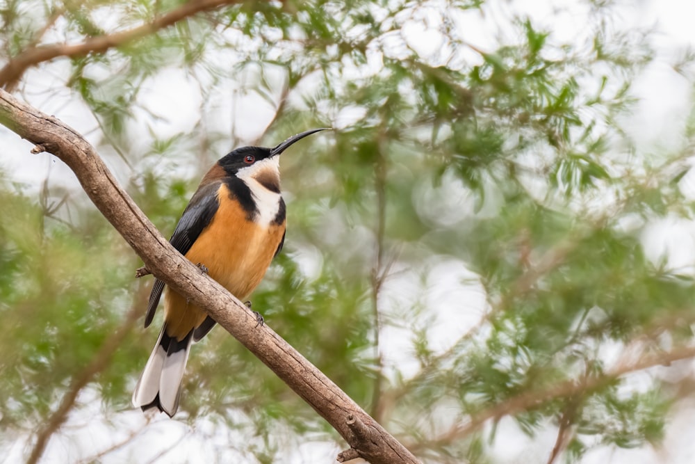 a bird sitting on top of a tree branch