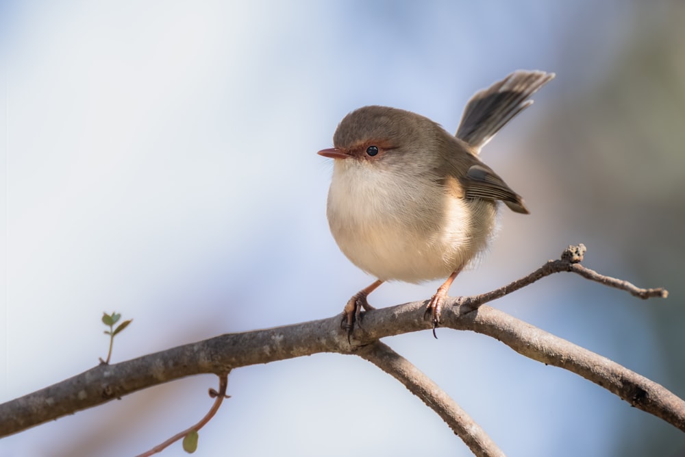 a small bird perched on a branch of a tree