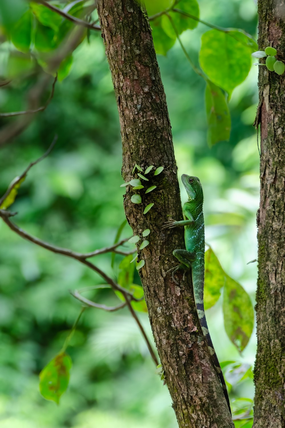 a green lizard sitting on a tree branch