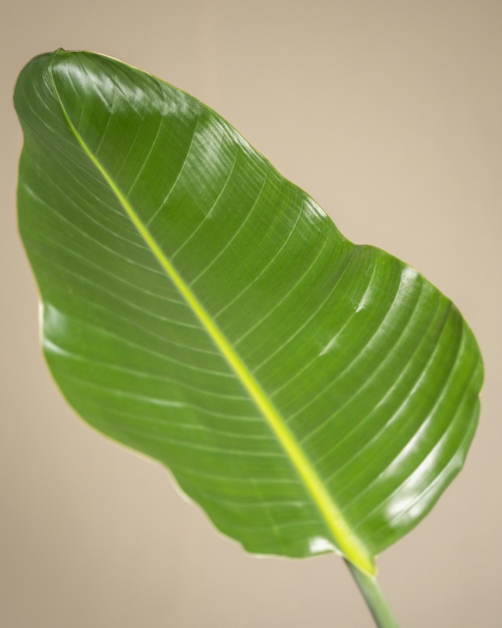 a large green leaf with a white background