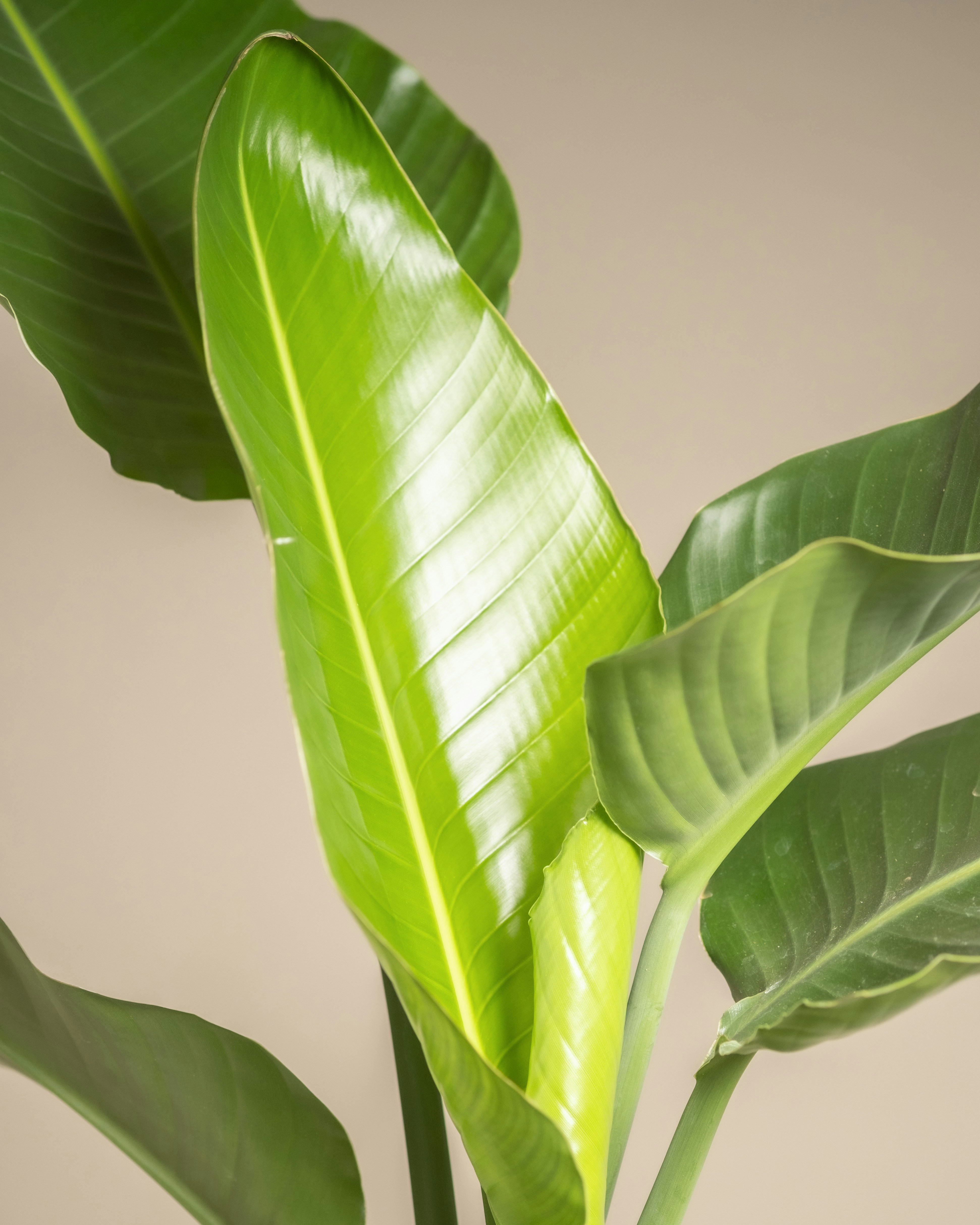 Photo by feeypflanzen