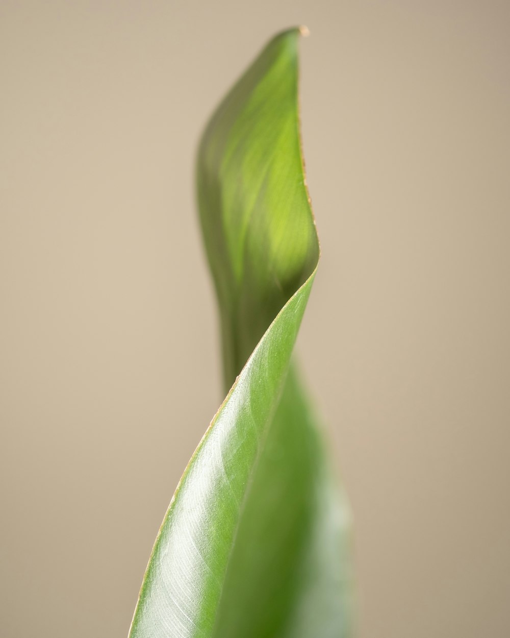 a close up of a green leaf with a brown background