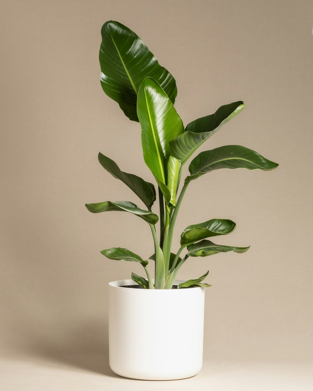 a large green plant in a white pot