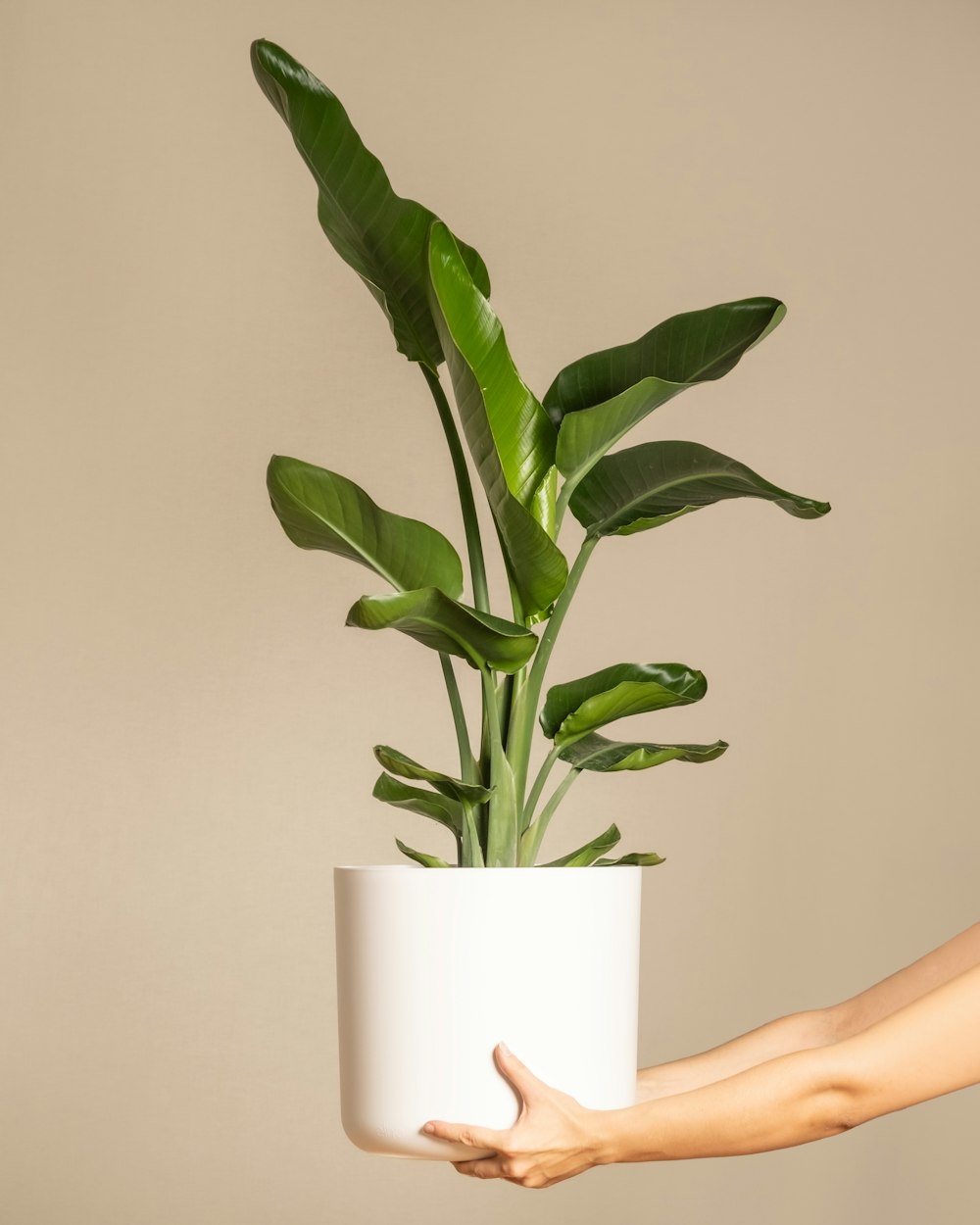 a person holding a plant in a white pot