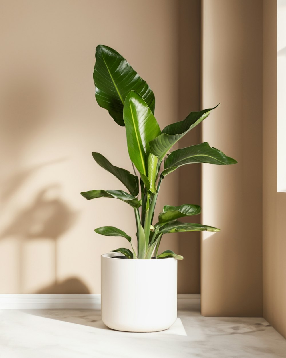 a plant in a white pot on a table