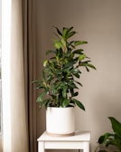 A potted green plant sits atop a small white table, placed near a window with beige curtains. The plant's broad leaves are vibrant and healthy, adding a touch of nature to the otherwise simple and minimalistic setting.