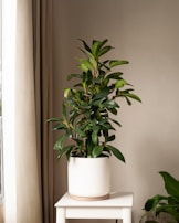Decorative plants adding a touch of nature to the room.