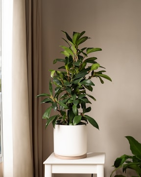A potted green plant sits atop a small white table, placed near a window with beige curtains. The plant's broad leaves are vibrant and healthy, adding a touch of nature to the otherwise simple and minimalistic setting.