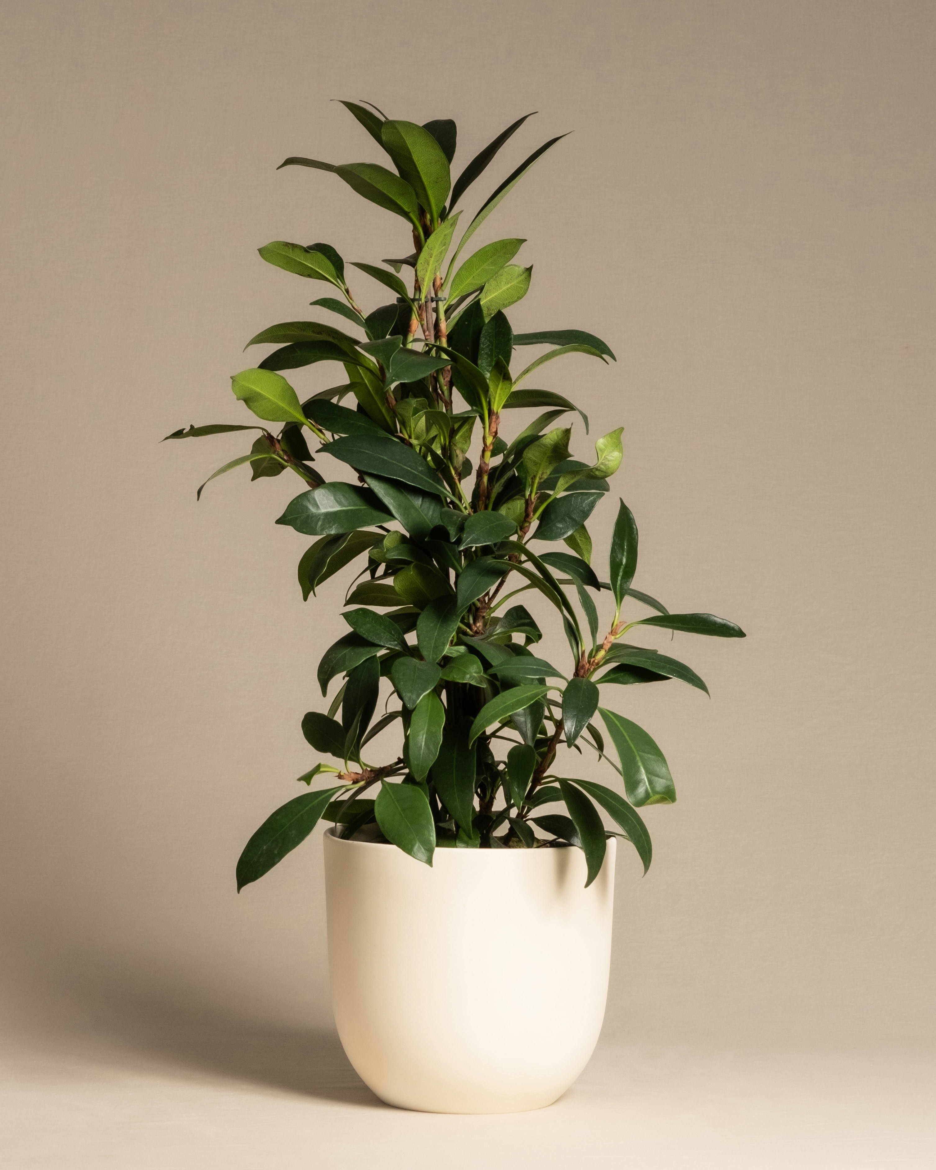 Photo by feeypflanzen