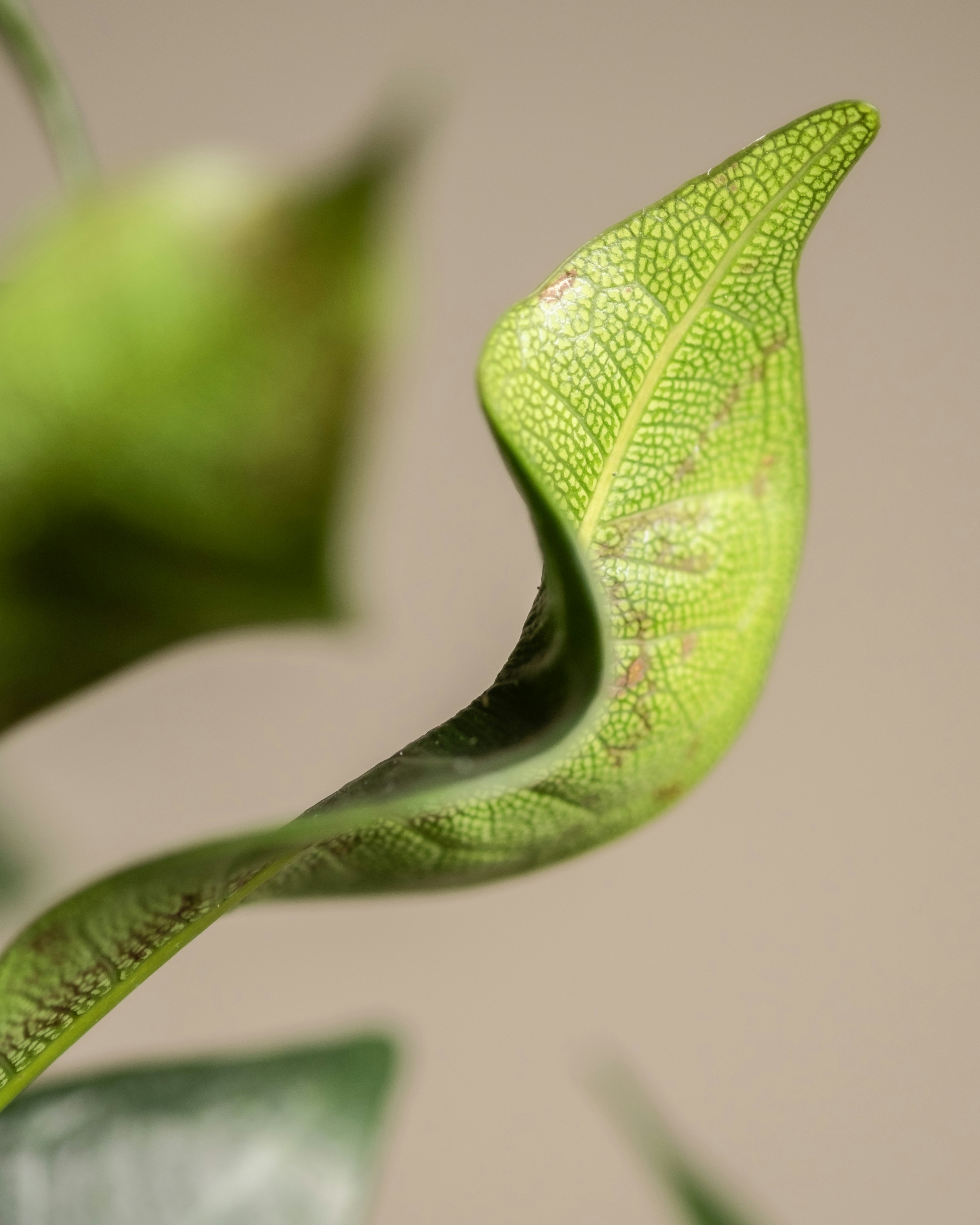 Photo by feeypflanzen