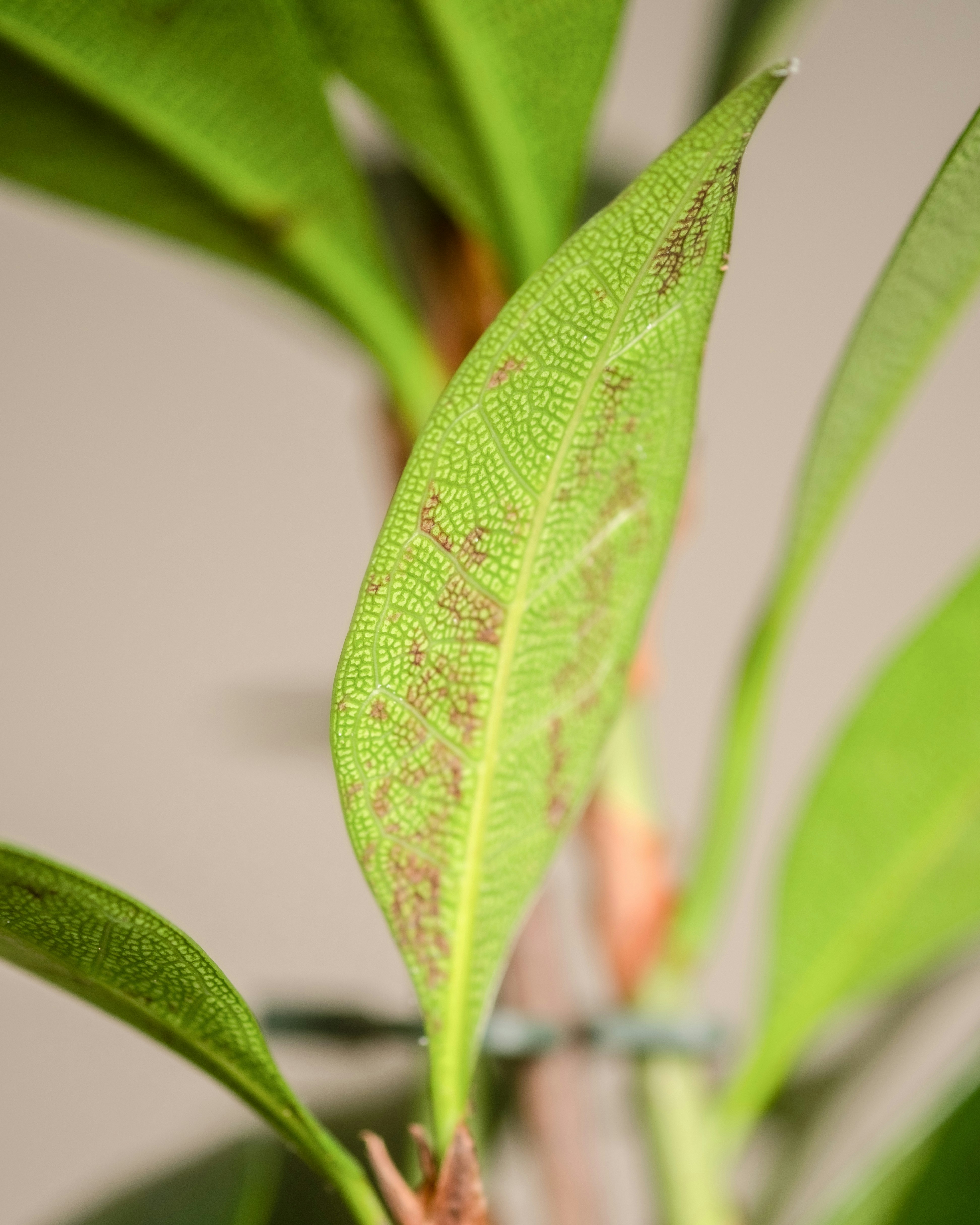 Photo by feeypflanzen