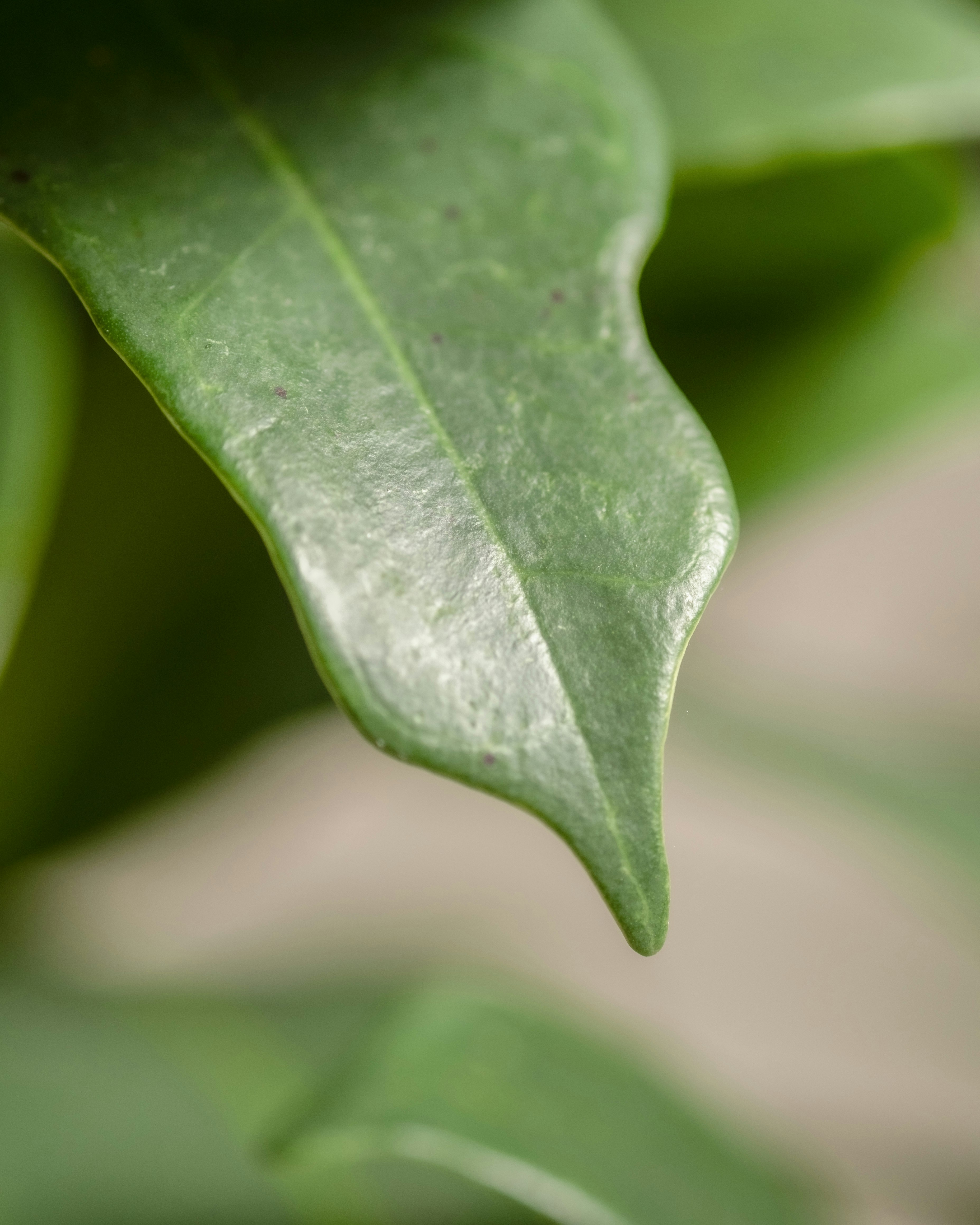 Photo by feeypflanzen