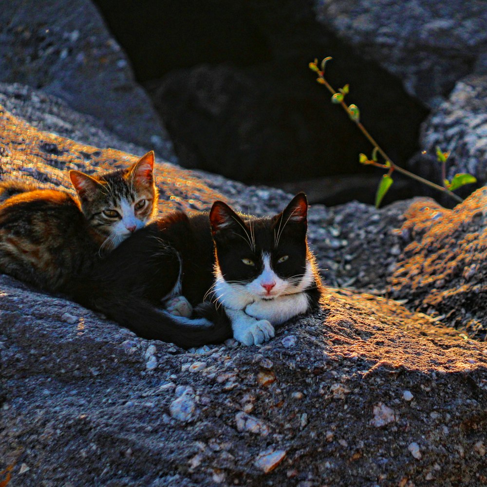 a couple of cats laying on top of a rock