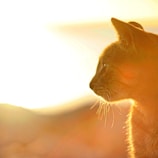 A fluffy kitten with shimmering fur basking in sunlight.
