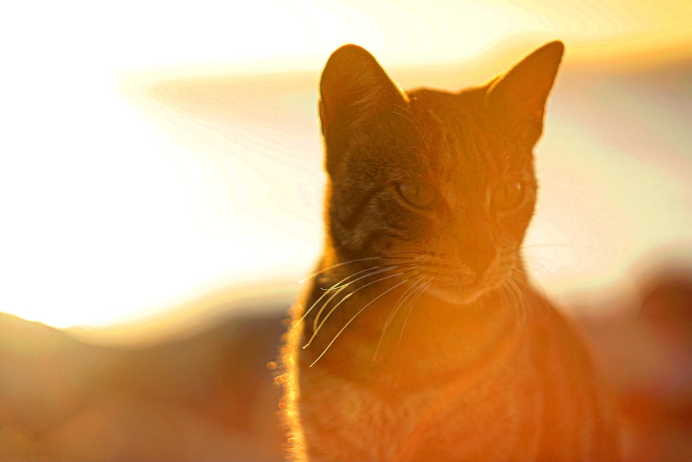 a close up of a cat with the sun in the background
