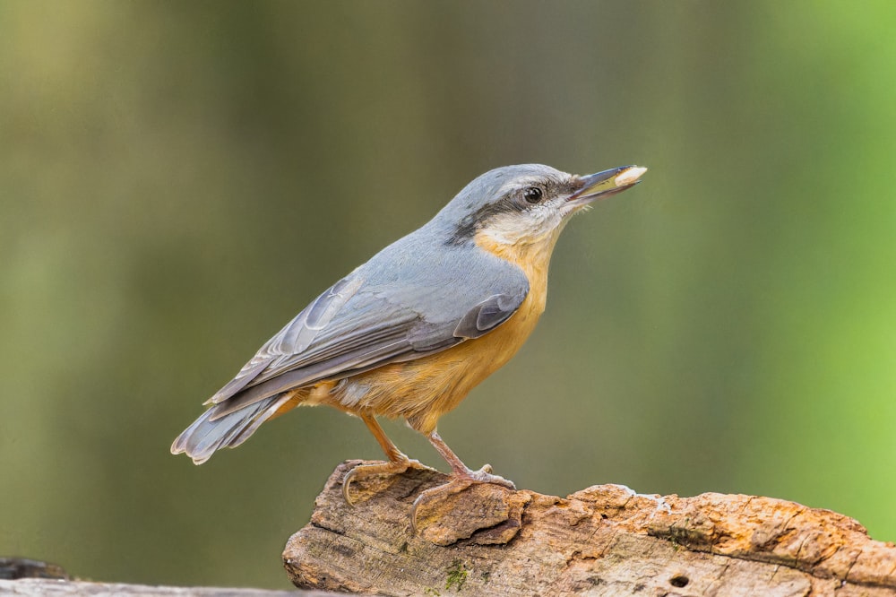 a small bird sitting on top of a tree branch