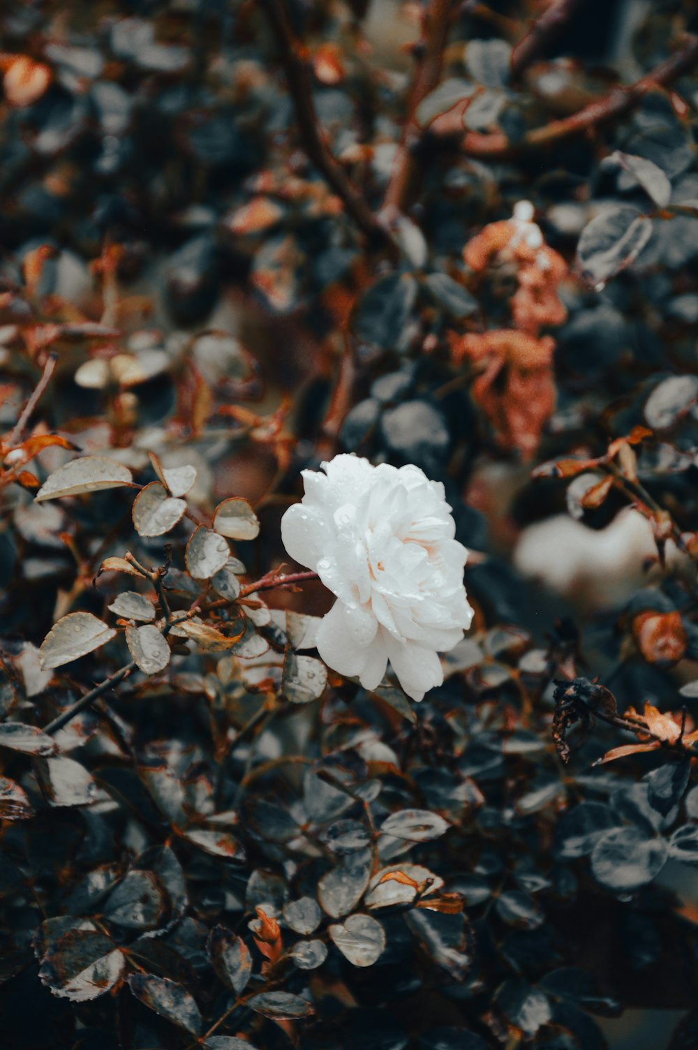 a white flower sitting on top of a bush