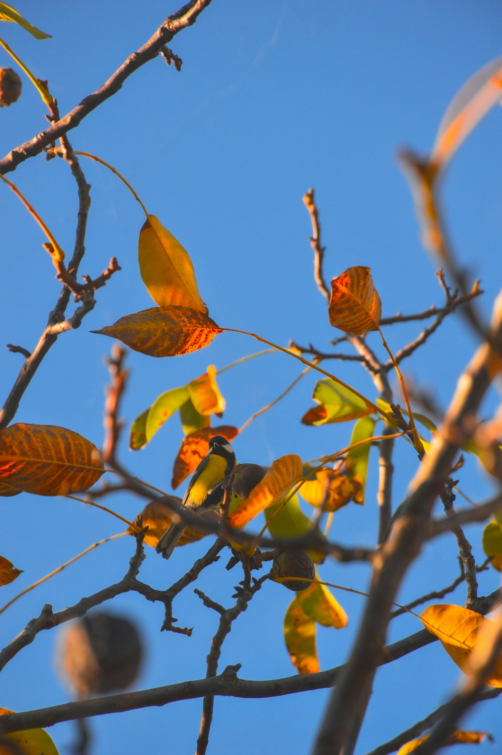 a tree branch with yellow leaves against a blue sky