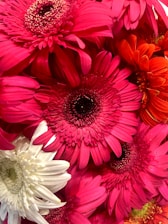 A close-up of three vibrant gerbera daisies intertwined, symbolizing love and unity.