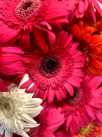 A close-up of three vibrant gerbera daisies intertwined, symbolizing love and unity.