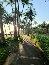 A sunny pathway lined with palm trees, inviting exploration.