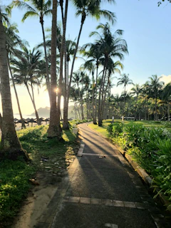 A serene sandy pathway leading to Casa Linda with palm trees framing the view under a bright blue sky.