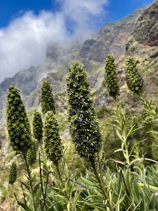 Ayurvedic Wellness Products