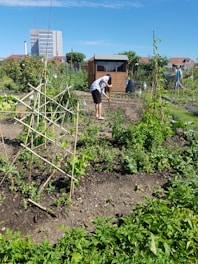 Volunteers planting trees together in a community garden on a sunny day.