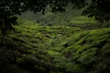A lush tea plantation with rows of vibrant green tea bushes covering rolling hills. The scene is framed by leaves from nearby trees, creating a natural border. The landscape is dense with uniform and well-maintained tea plants.