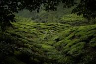 A lush tea plantation with rows of vibrant green tea bushes covering rolling hills. The scene is framed by leaves from nearby trees, creating a natural border. The landscape is dense with uniform and well-maintained tea plants.