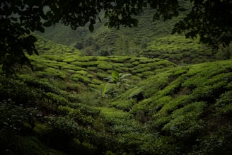 A lush tea plantation with rows of vibrant green tea bushes covering rolling hills. The scene is framed by leaves from nearby trees, creating a natural border. The landscape is dense with uniform and well-maintained tea plants.