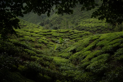 A lush tea plantation with rows of vibrant green tea bushes covering rolling hills. The scene is framed by leaves from nearby trees, creating a natural border. The landscape is dense with uniform and well-maintained tea plants.