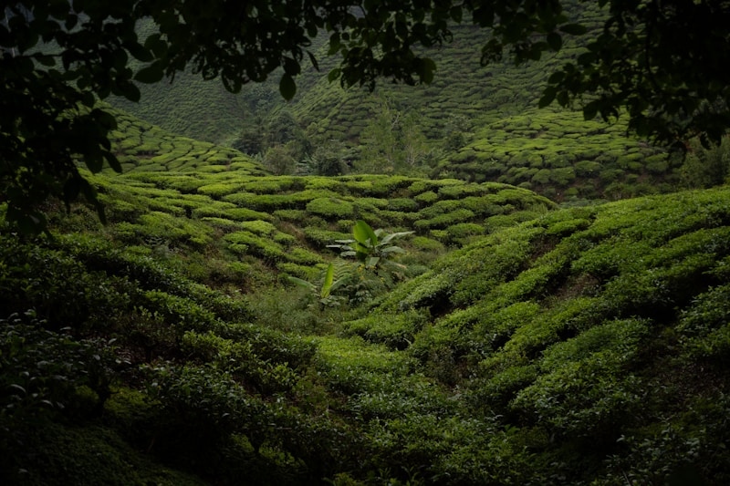 Lush green Kerala hillside