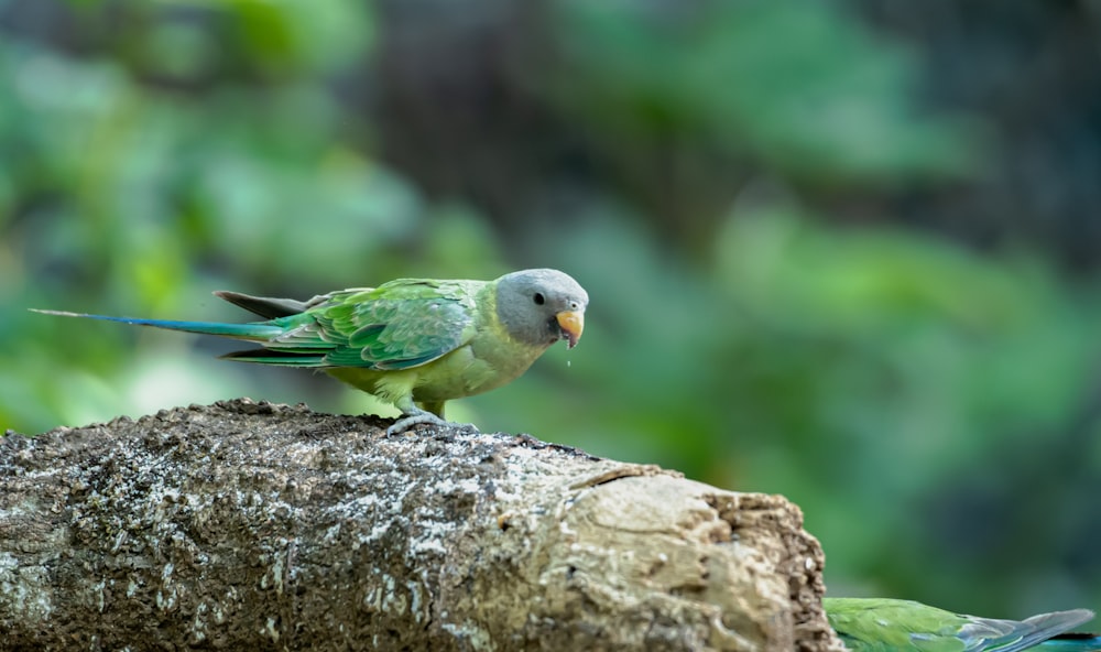 un uccello verde seduto in cima a un ramo d'albero