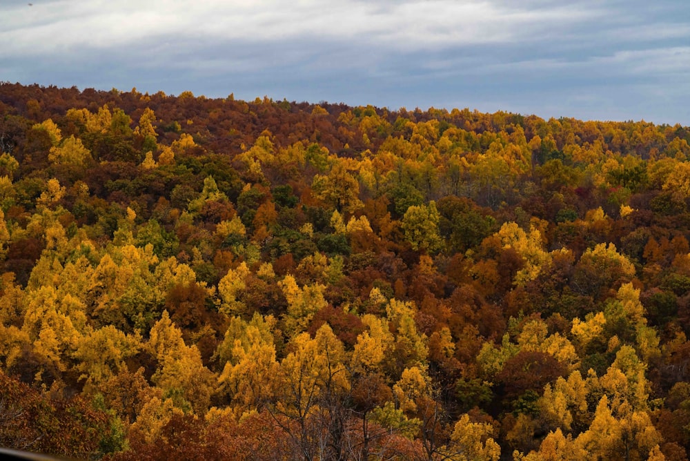 una collina ricoperta da molti alberi gialli e verdi