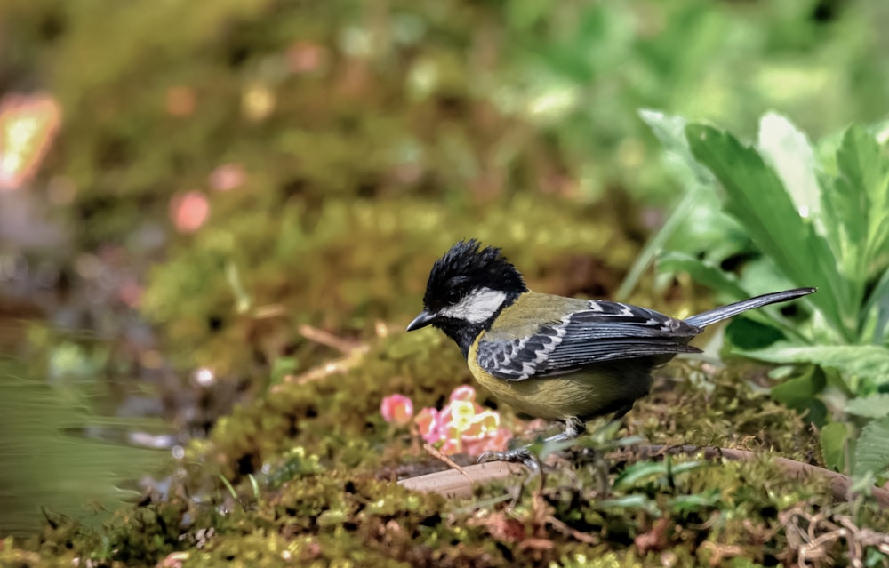 a small bird standing on a patch of moss