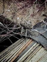 A large spider is perched on its intricate web, surrounded by a tangle of threads. The background consists of wooden textures, rough surfaces, and possible debris, giving an aged and weathered appearance. The spider's body is prominently displayed with a focus on its detailed texture and patterns.