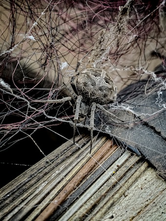 A large spider is perched on its intricate web, surrounded by a tangle of threads. The background consists of wooden textures, rough surfaces, and possible debris, giving an aged and weathered appearance. The spider's body is prominently displayed with a focus on its detailed texture and patterns.