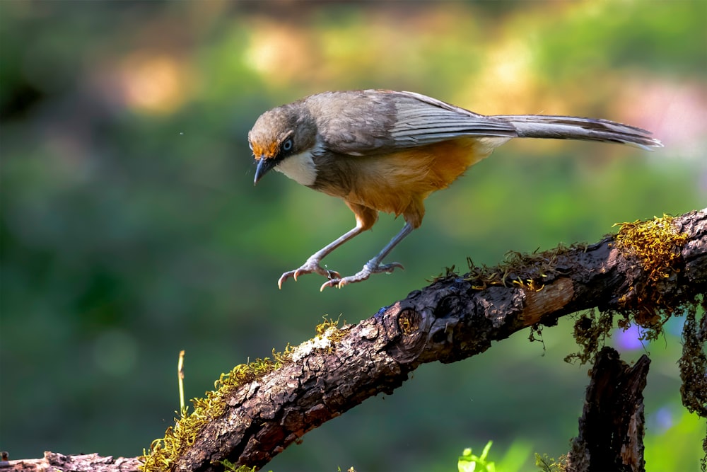 a small bird perched on a tree branch