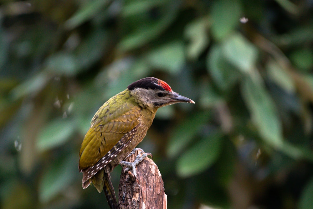 a small bird perched on top of a tree stump