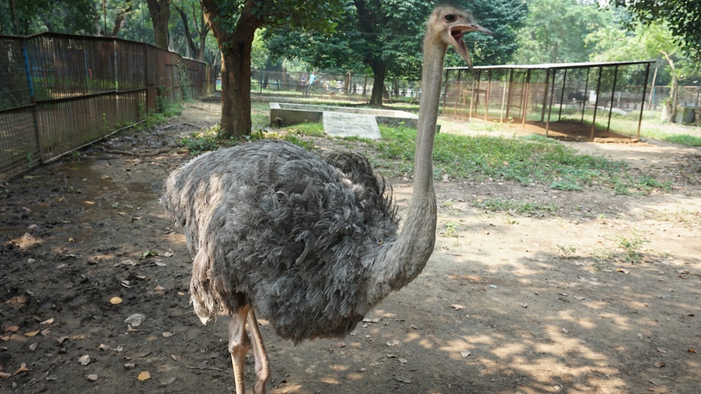 an ostrich with its mouth open in a fenced in area