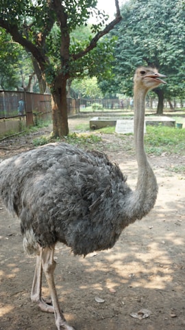 An ostrich standing in a zoo enclosure surrounded by trees and fencing. The bird has grey feathers, a long neck, and is positioned on a dirt path. The background shows greenery and large, leafy trees.