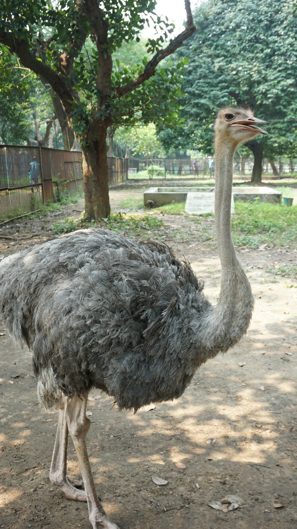 an ostrich standing in a dirt field next to a tree