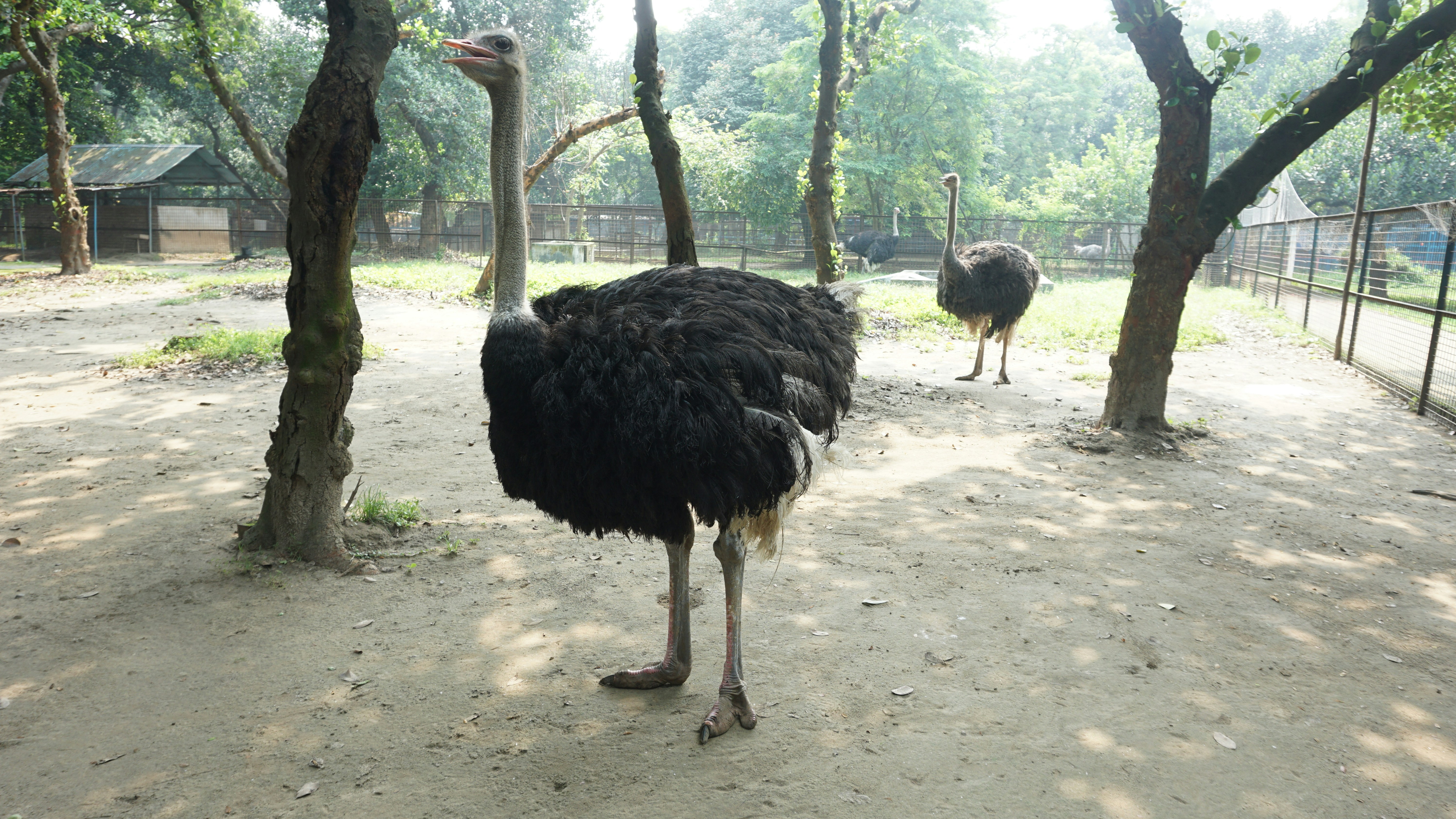 an ostrich and an ostrich in a fenced in area