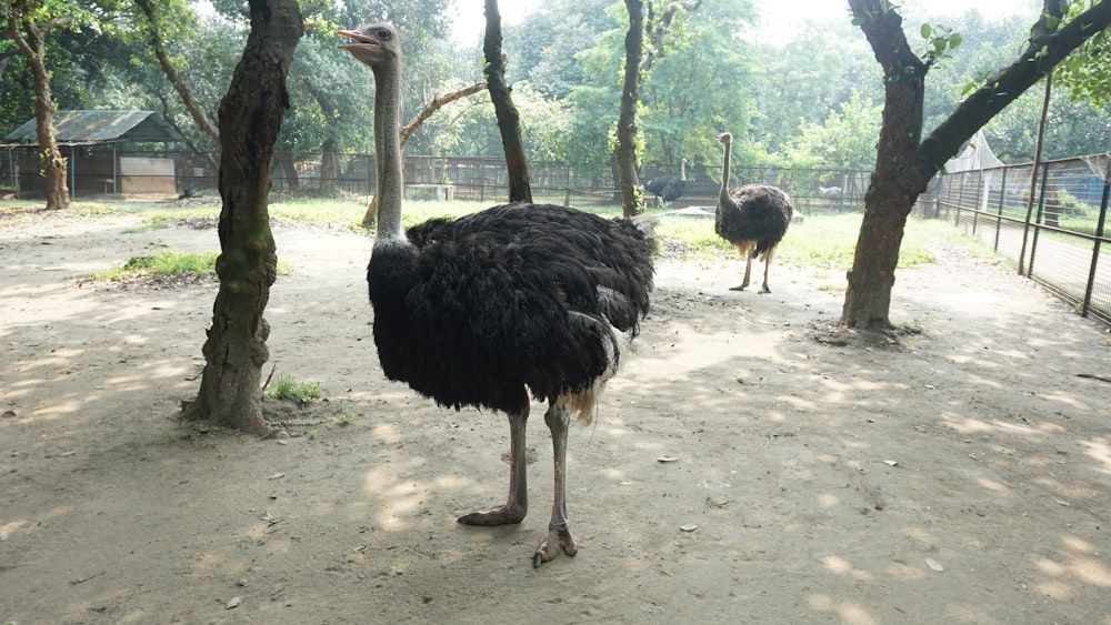 an ostrich and an ostrich in a fenced in area