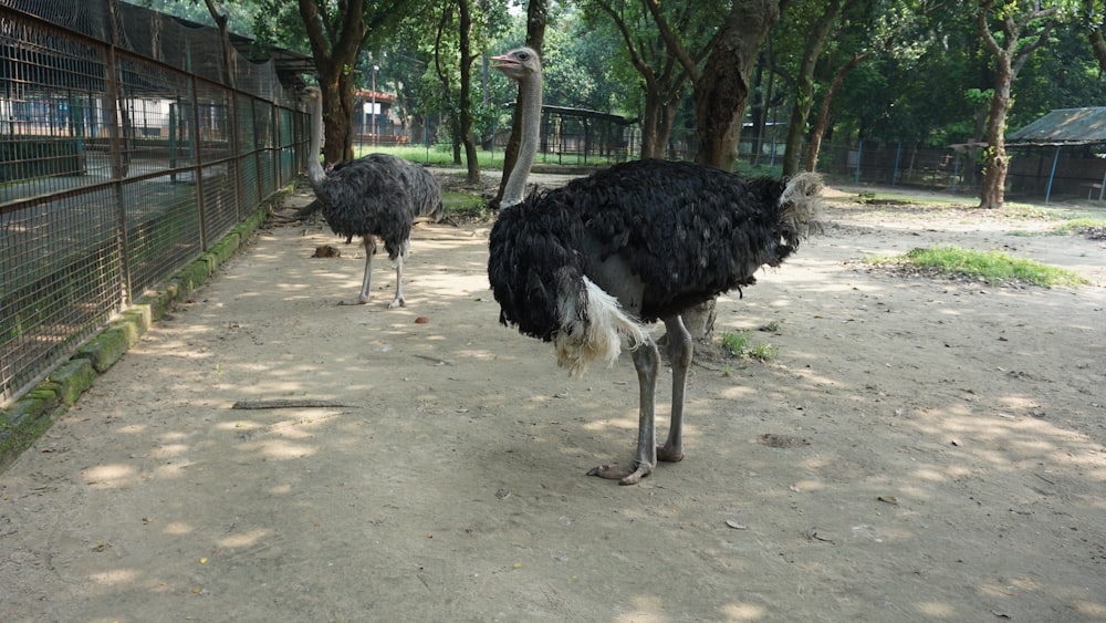 an ostrich and an ostrich in a fenced in area