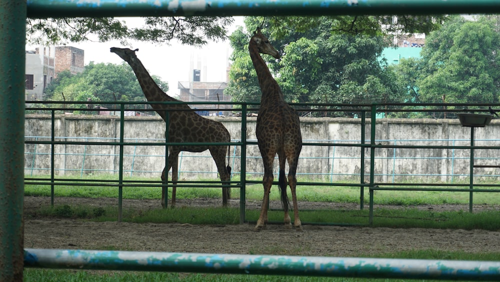 two giraffes standing in a fenced in area
