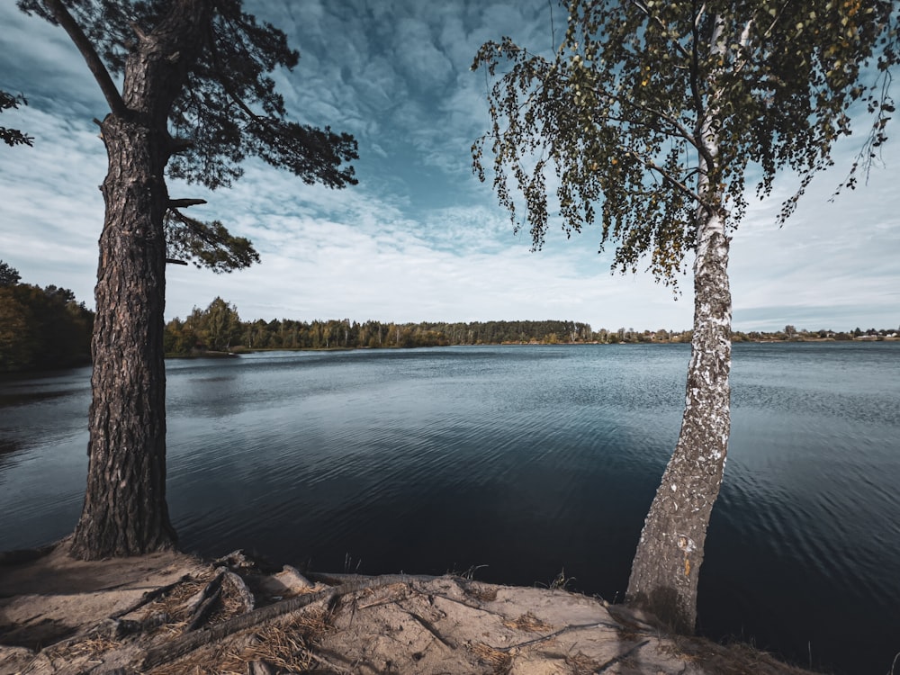 two trees on the shore of a lake