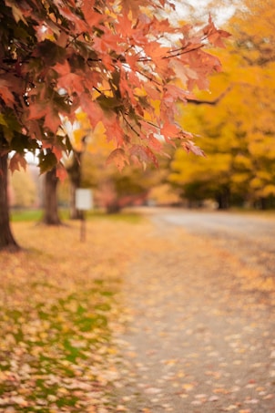 A picturesque autumn scene with vibrant orange and yellow leaves on a tree branch, overlooking a pathway covered in fallen leaves. The background is slightly blurred, creating a peaceful and serene atmosphere.