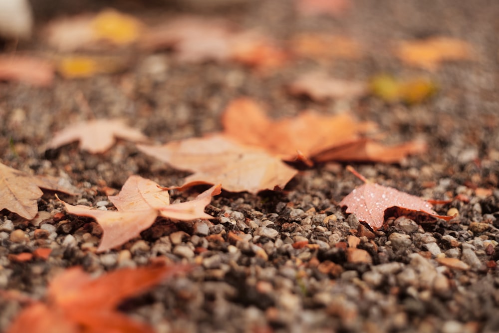 a bunch of leaves that are laying on the ground